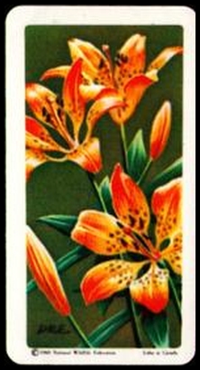 4 Wood Lily